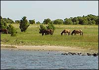 Ponies in Beaufort